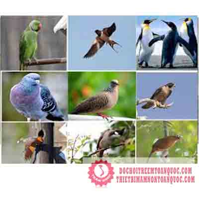 Tranh nhận biết các loài chim